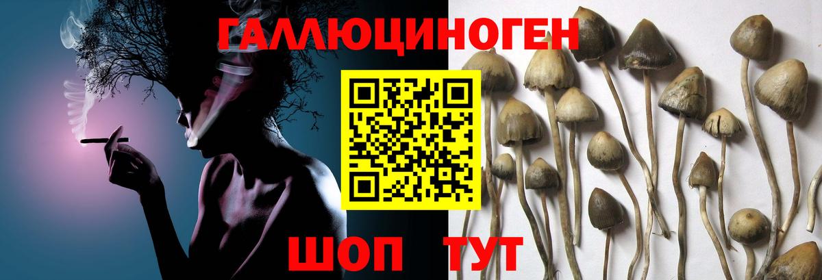 Псилоцибиновые грибы прущие грибы Ипатово